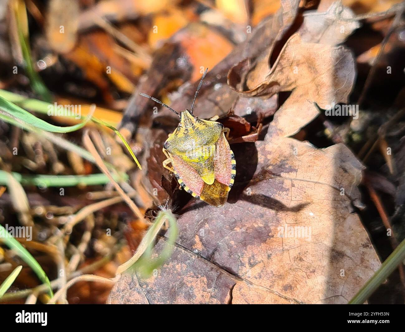 Black shouldered shieldbug hi-res stock photography and images - Alamy