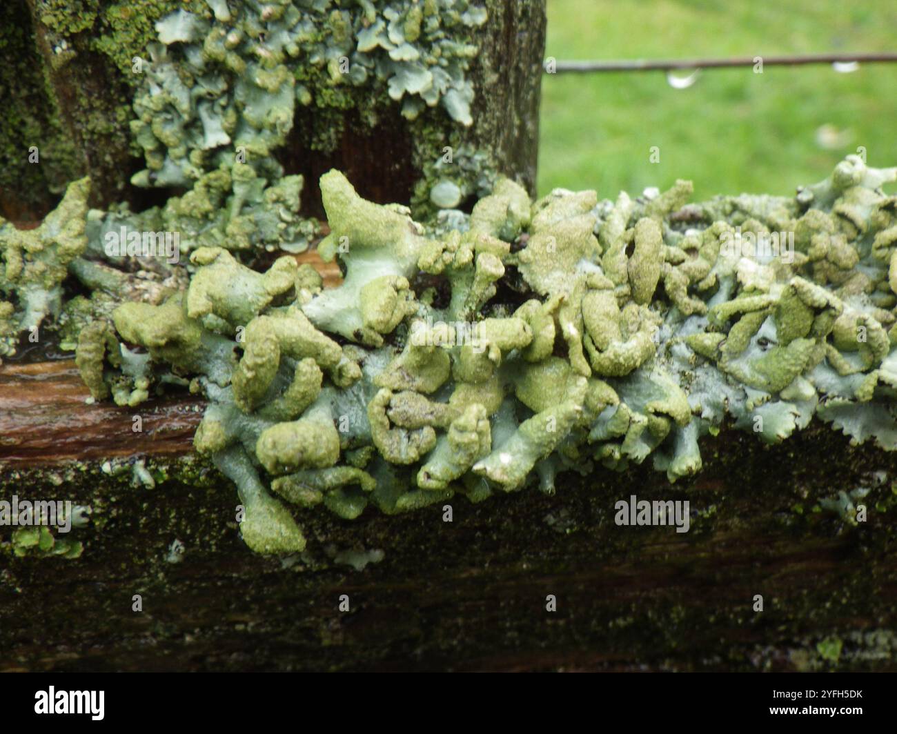 Powdered Loop Lichen (Hypotrachyna revoluta Stock Photo - Alamy