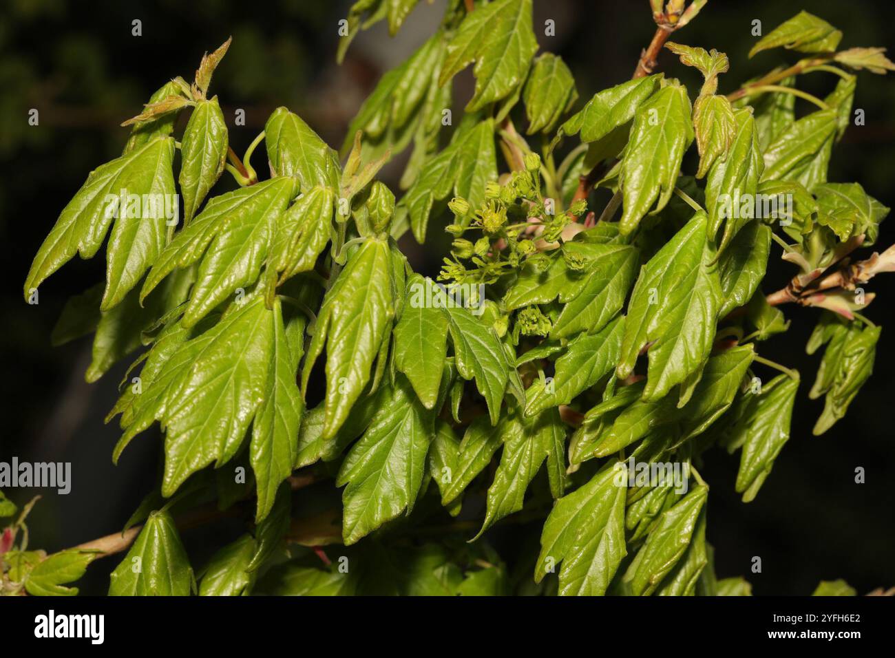 field maple (Acer campestre Stock Photo - Alamy