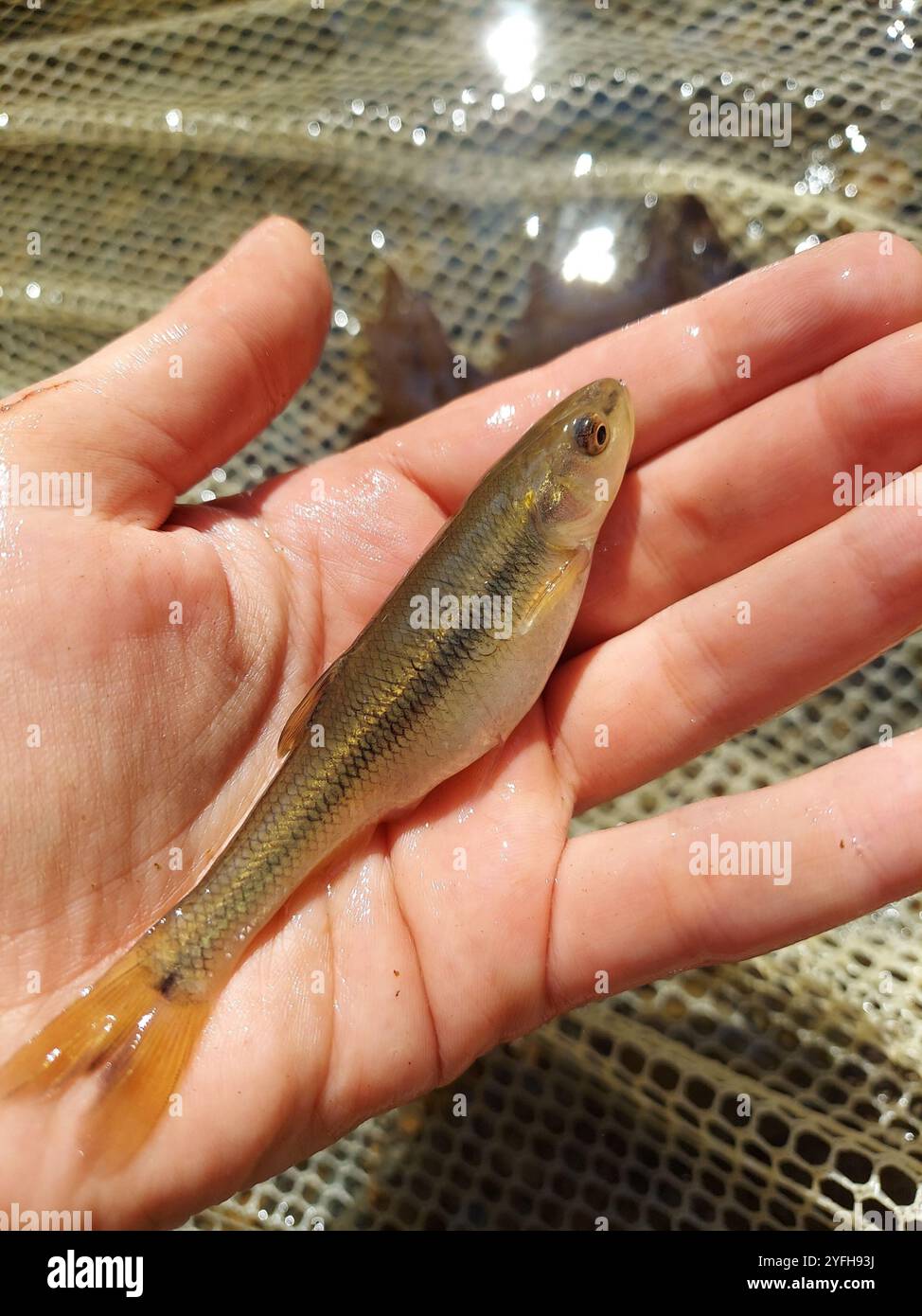 Creek Chub (Semotilus atromaculatus Stock Photo - Alamy