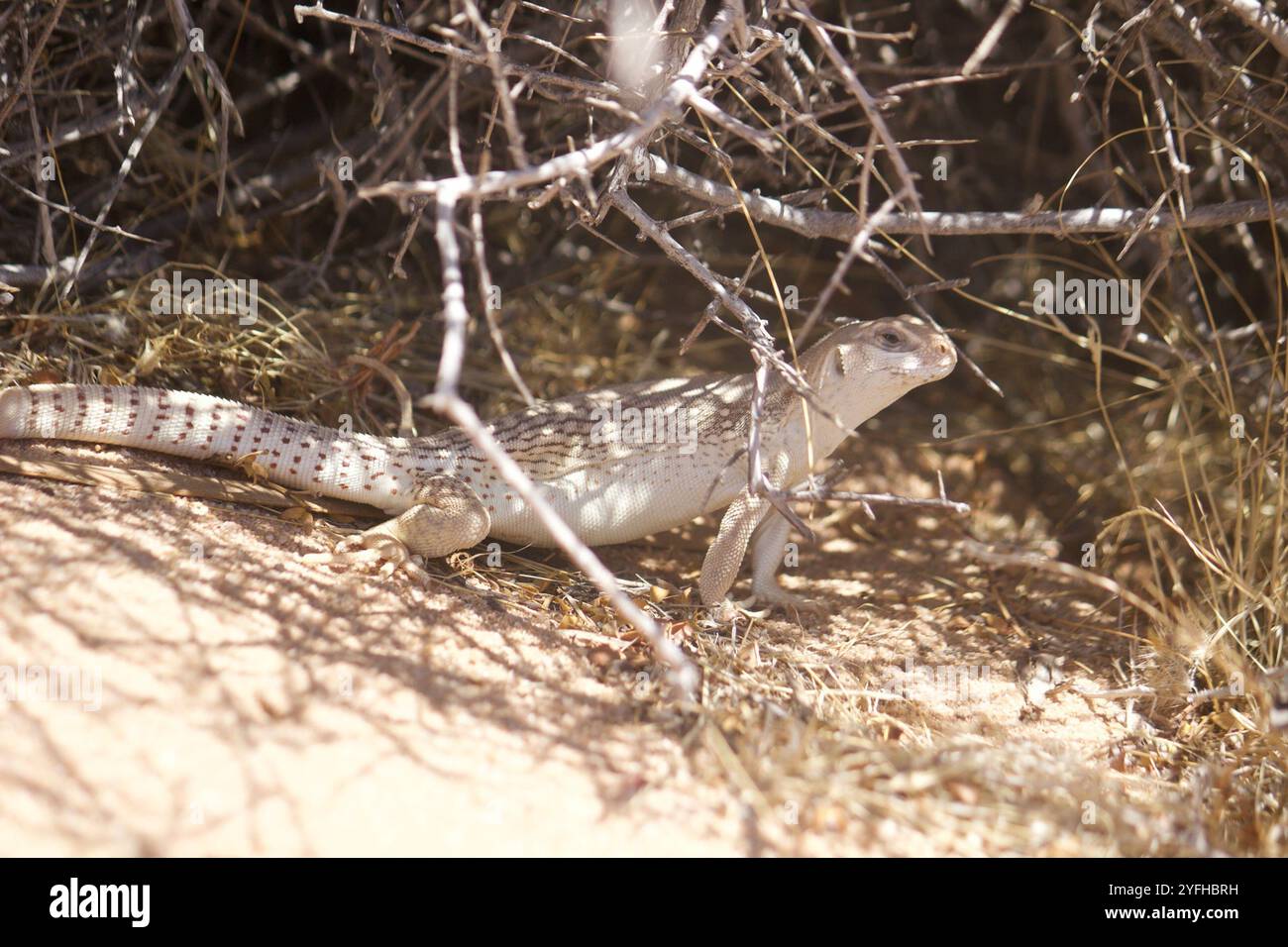 Desert Iguana (Dipsosaurus dorsalis Stock Photo - Alamy