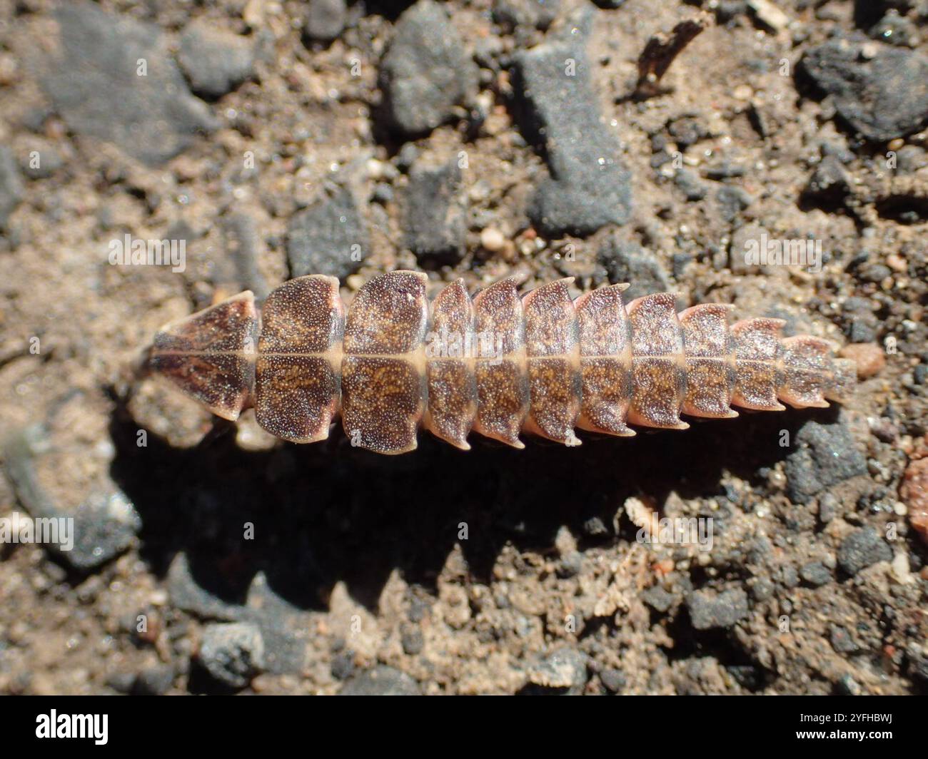 Spring Tree-Top Flasher (Pyractomena borealis Stock Photo - Alamy