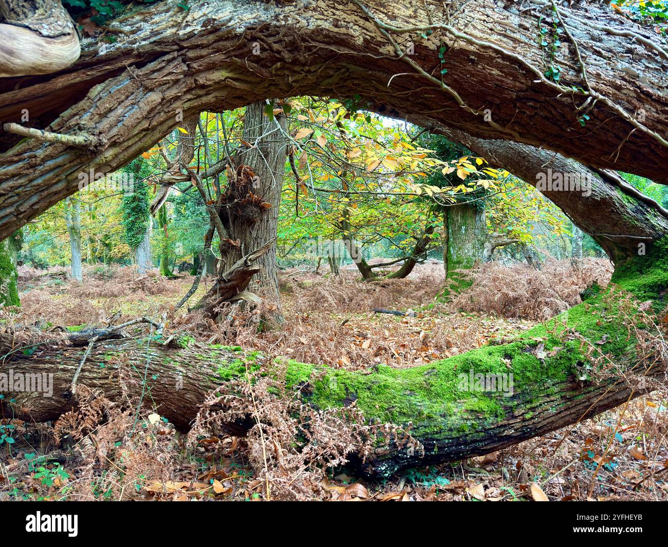 Fallen oak trees framing a Autumn forest scene - Smartphone Captured Stock Image