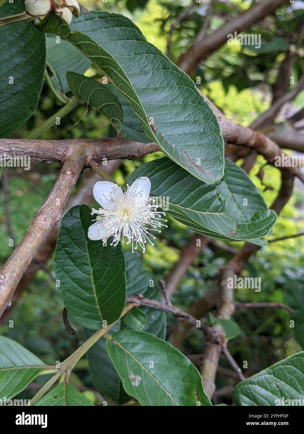 Red guava plant 'Psidium Cattleianum' - in pot 18 cm - height 100/120 cm