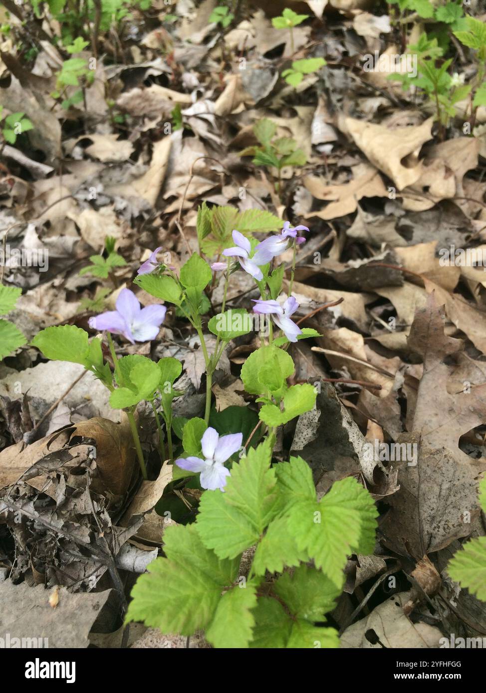 Labrador Violet Invasive Viola labradorica hi-res stock photography and images - Alamy