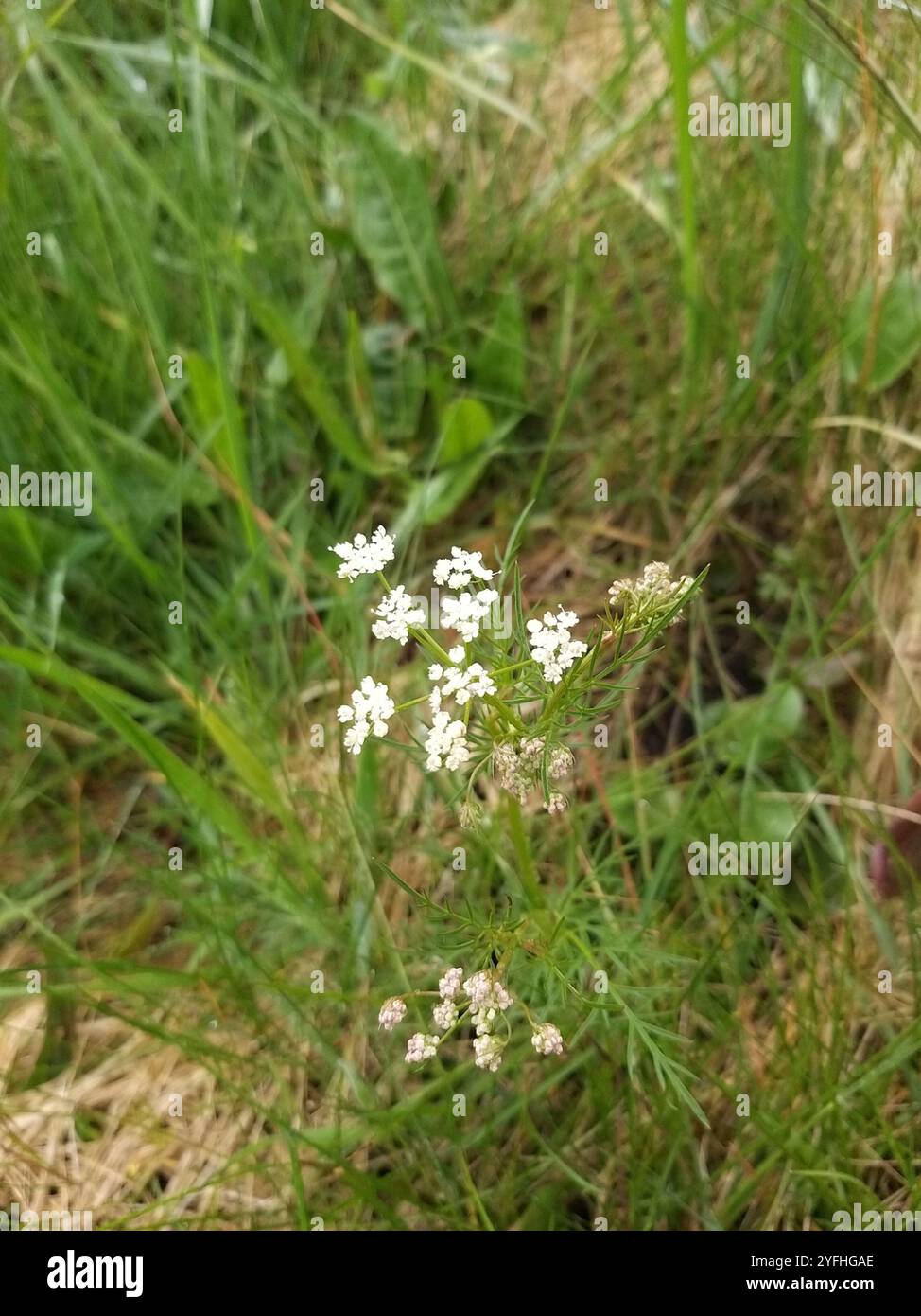 Pignut (Conopodium majus) Stock Photo