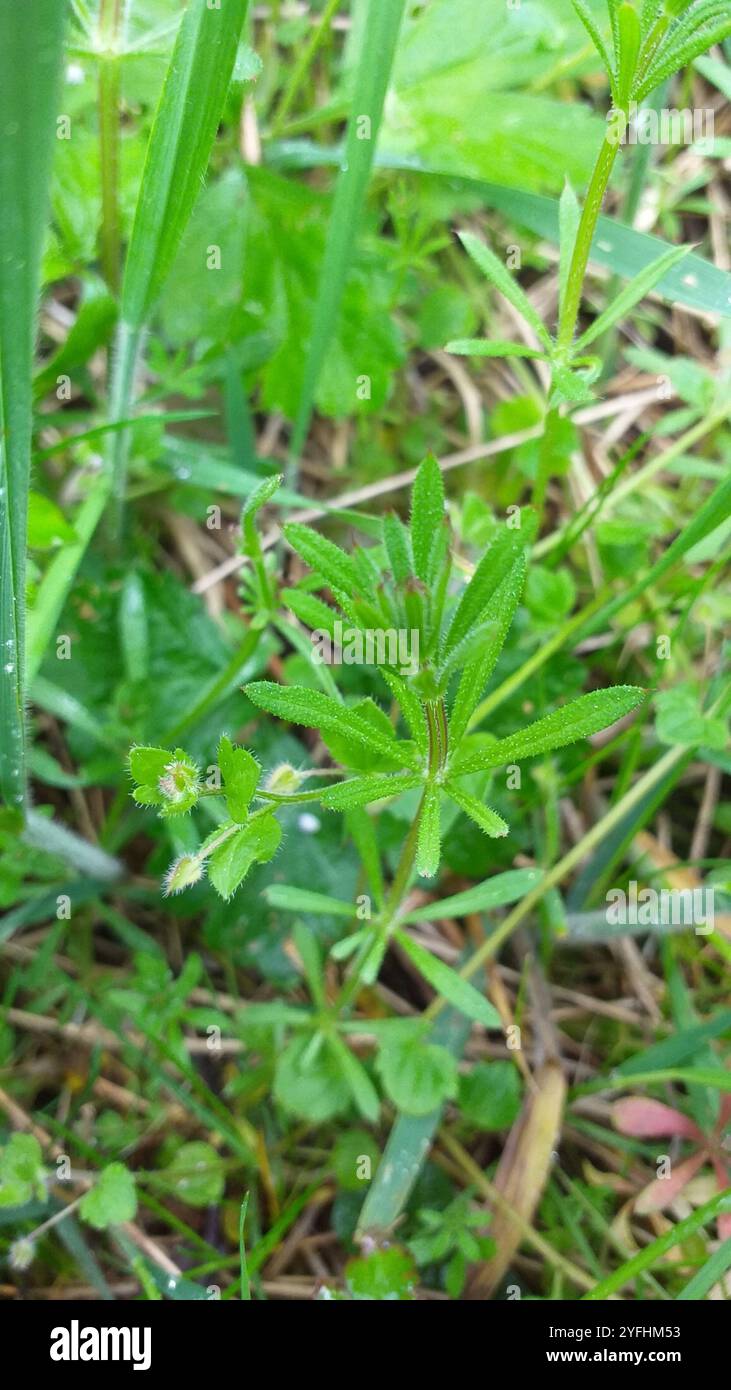 catchweed bedstraw (Galium aparine Stock Photo - Alamy