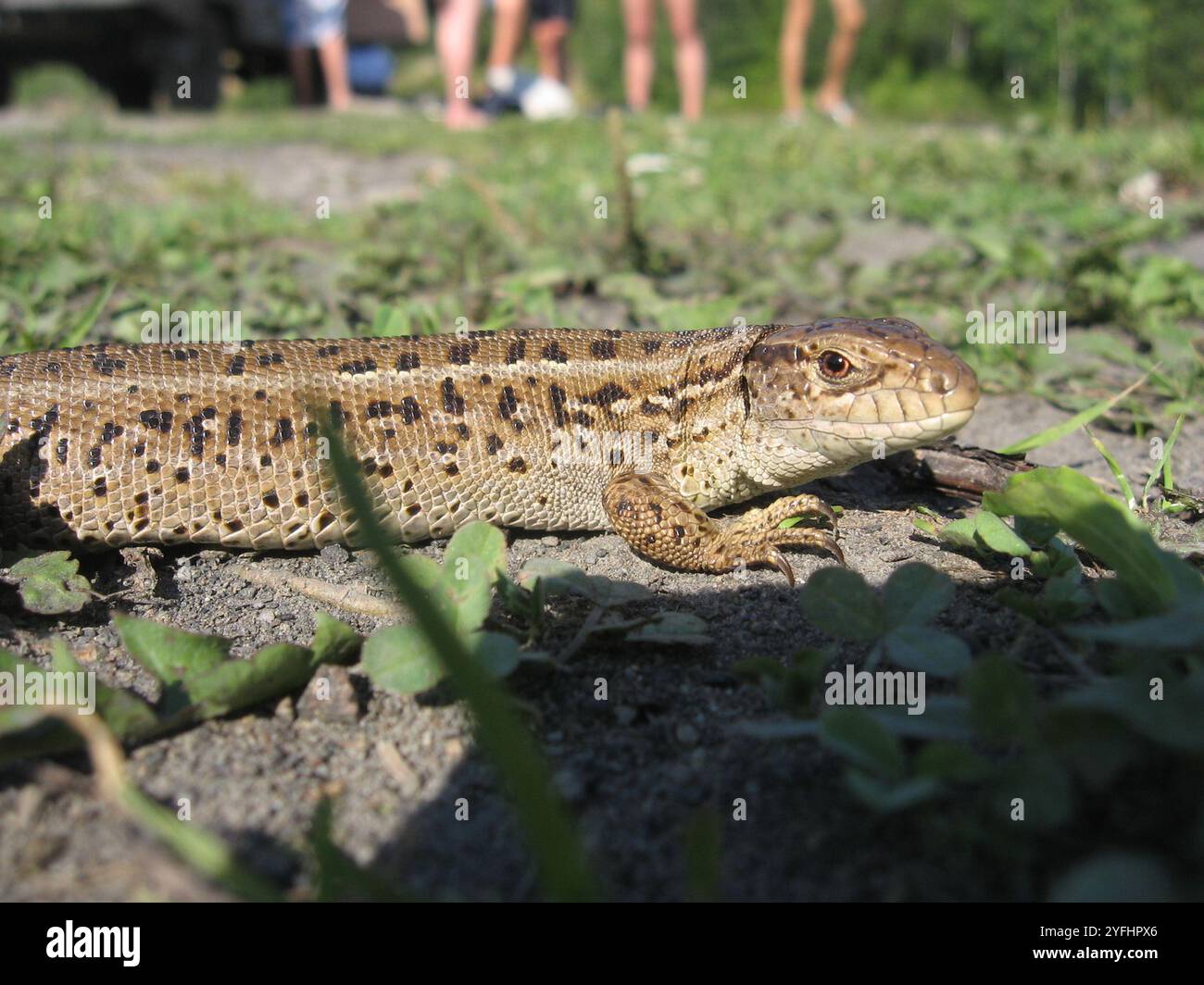 Sand Lizard (Lacerta agilis Stock Photo - Alamy