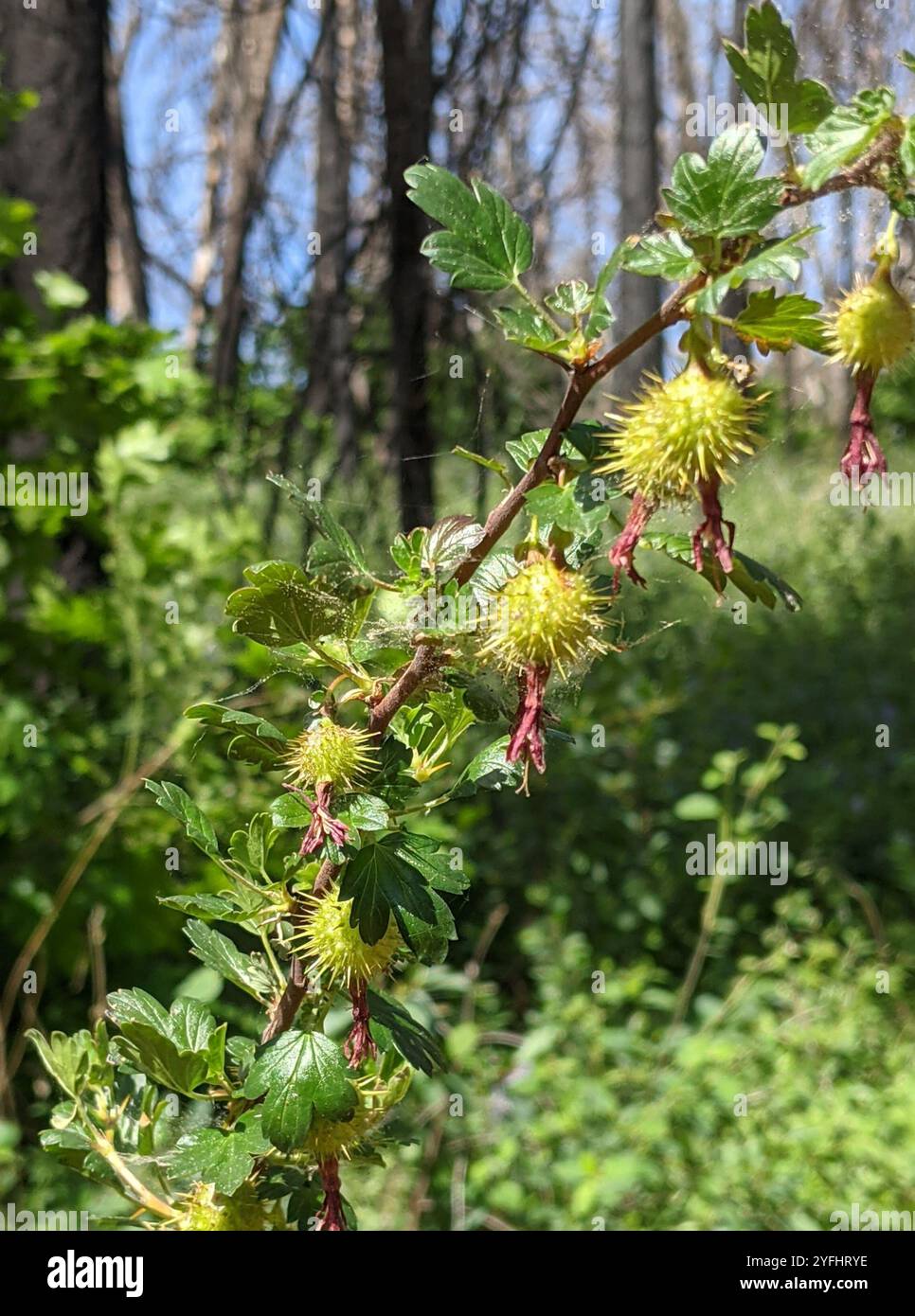 Sierra Gooseberry (Ribes roezlii Stock Photo - Alamy