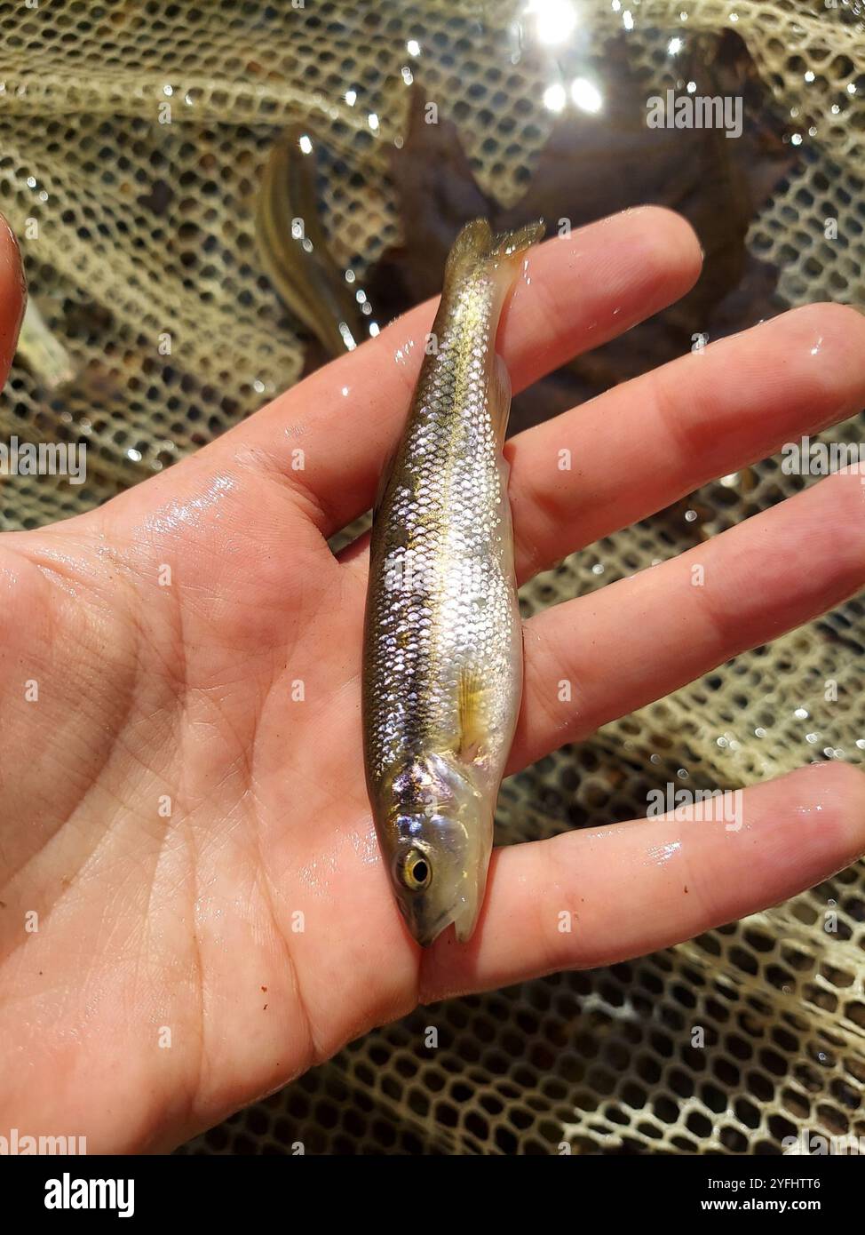 Creek Chub (Semotilus atromaculatus Stock Photo - Alamy