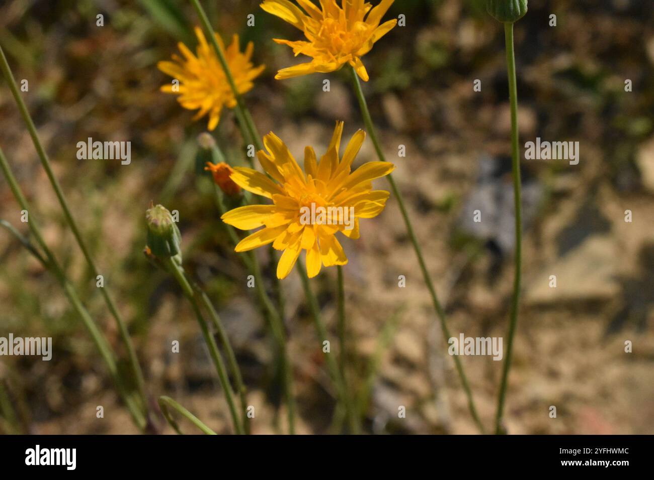 Two flower dwarf dandelion hi-res stock photography and images - Alamy