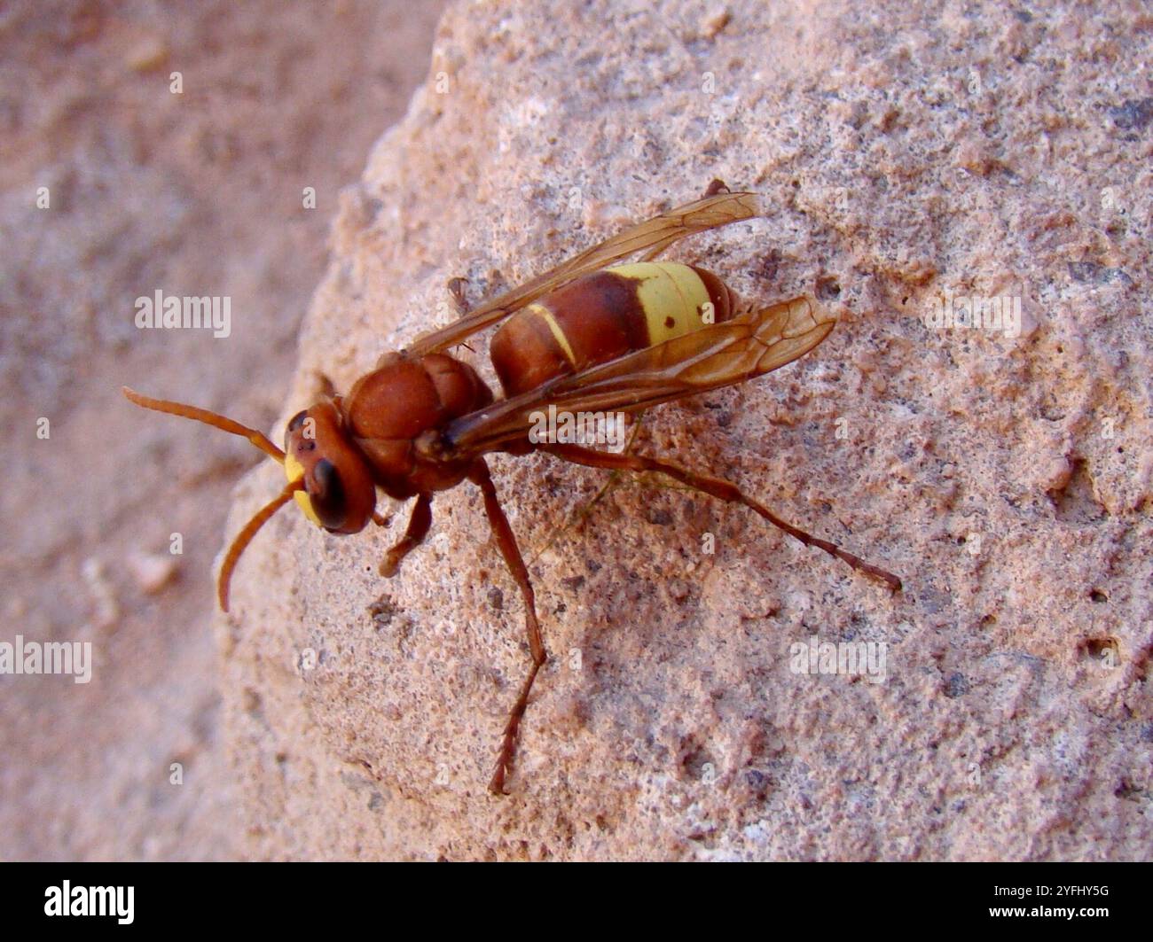 Oriental Hornet (Vespa orientalis) Stock Photo