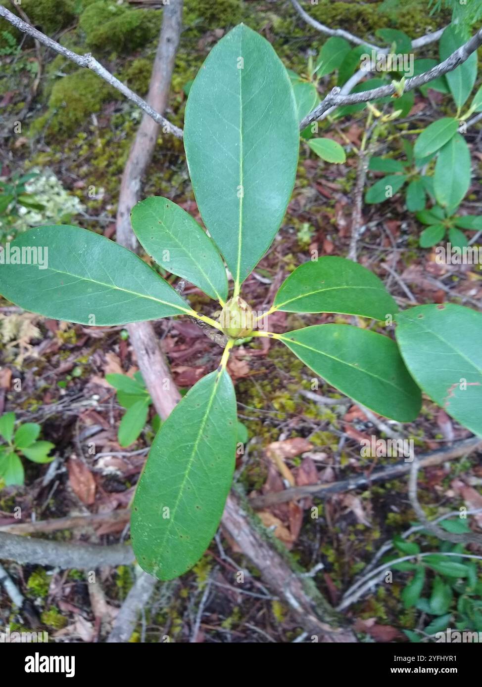 Pacific rhododendron (Rhododendron macrophyllum Stock Photo - Alamy