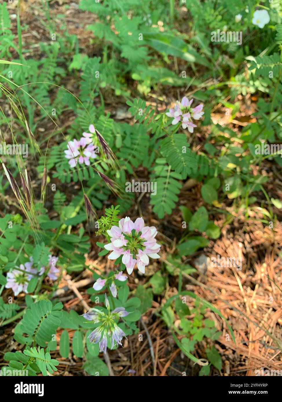 purple crownvetch (Securigera varia Stock Photo - Alamy