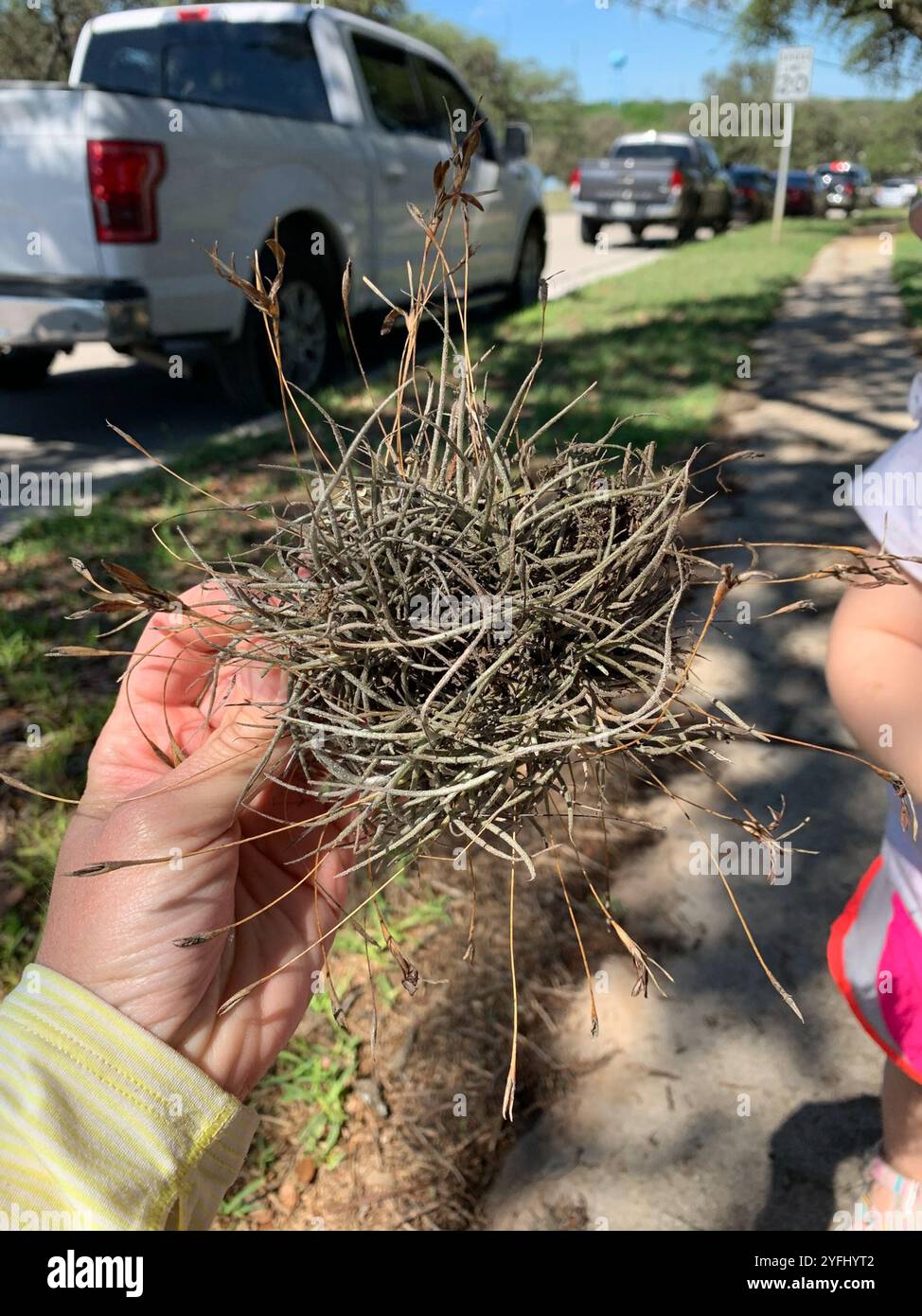 Ballmoss tillandsia recurvata hi-res stock photography and images - Alamy