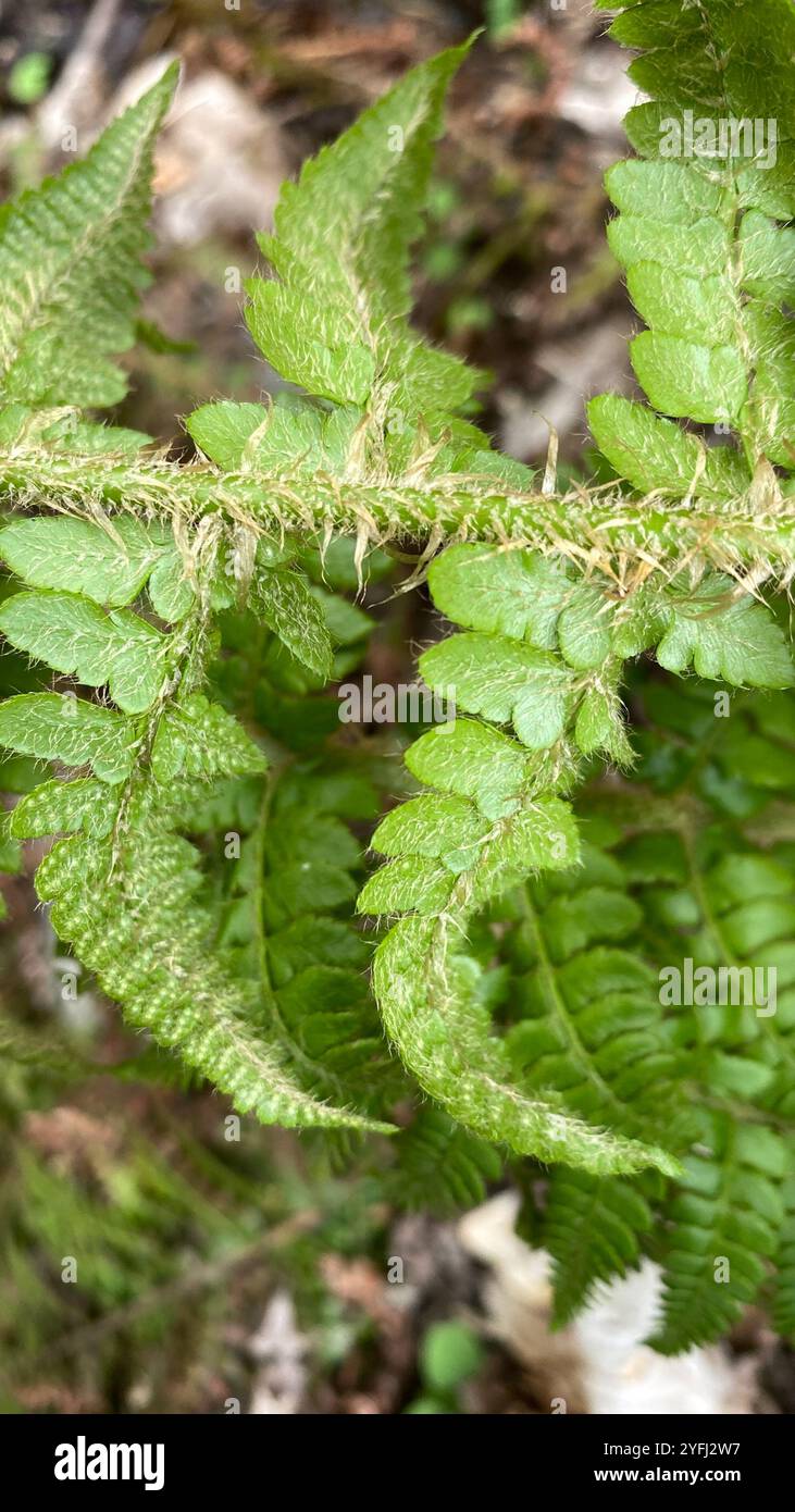 Braun's holly fern (Polystichum braunii Stock Photo - Alamy