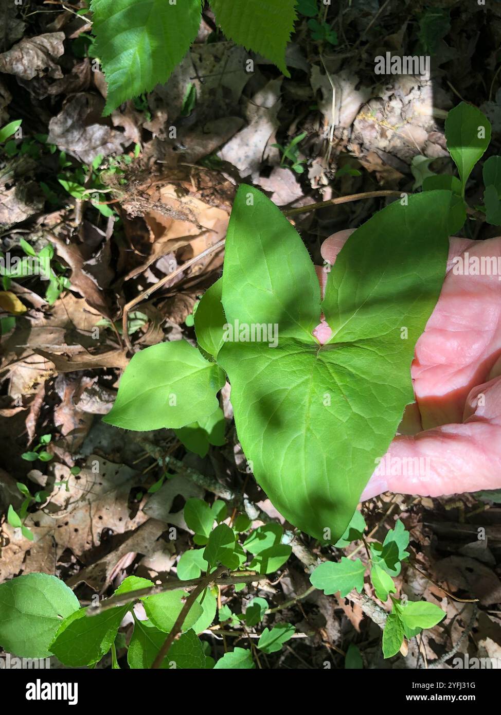 white rattlesnake root (Nabalus albus Stock Photo - Alamy