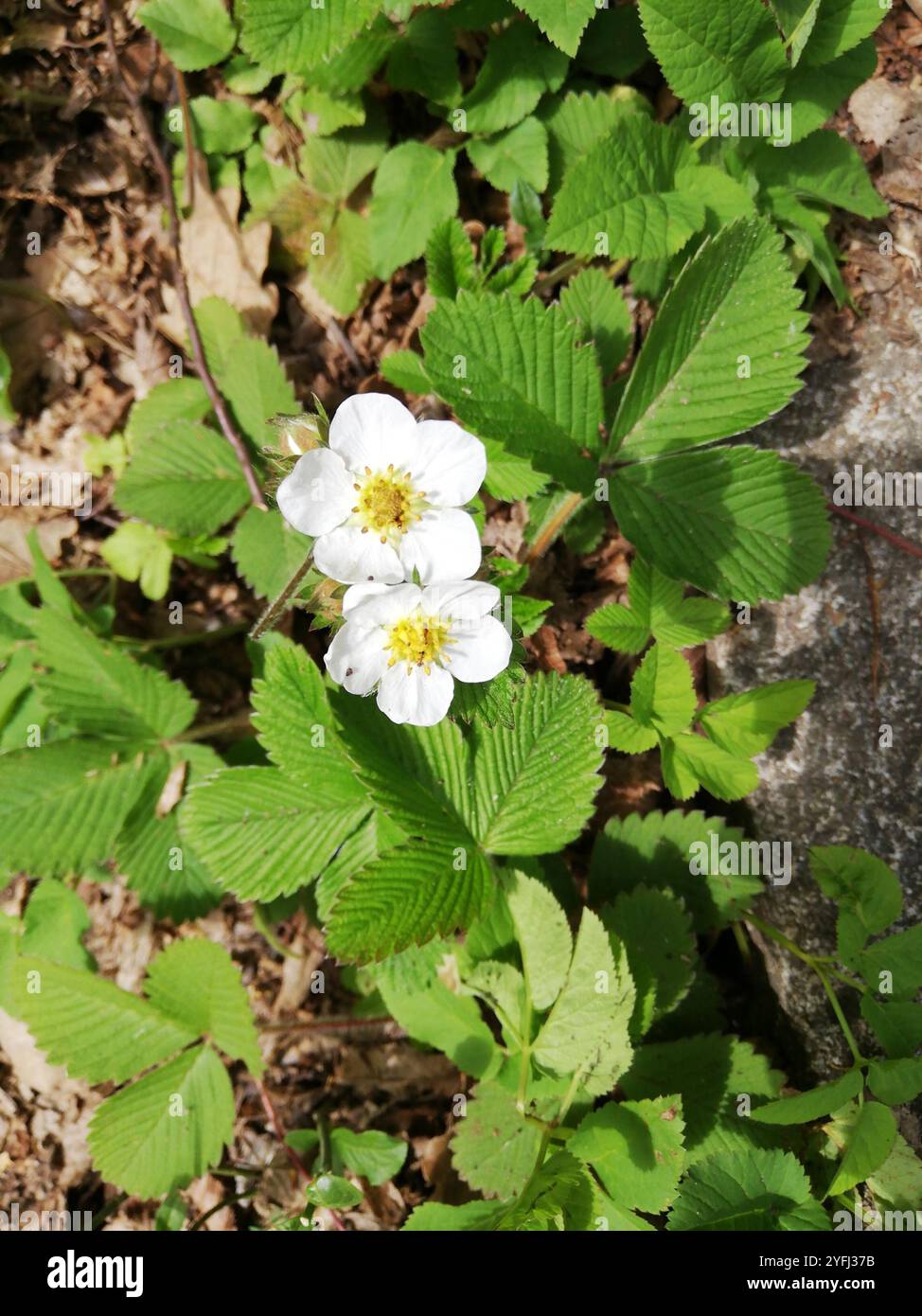 woodland strawberry (Fragaria vesca Stock Photo - Alamy