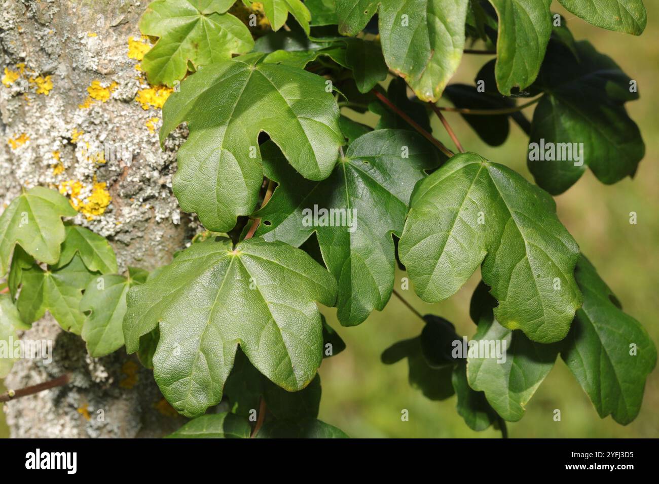 field maple (Acer campestre Stock Photo - Alamy