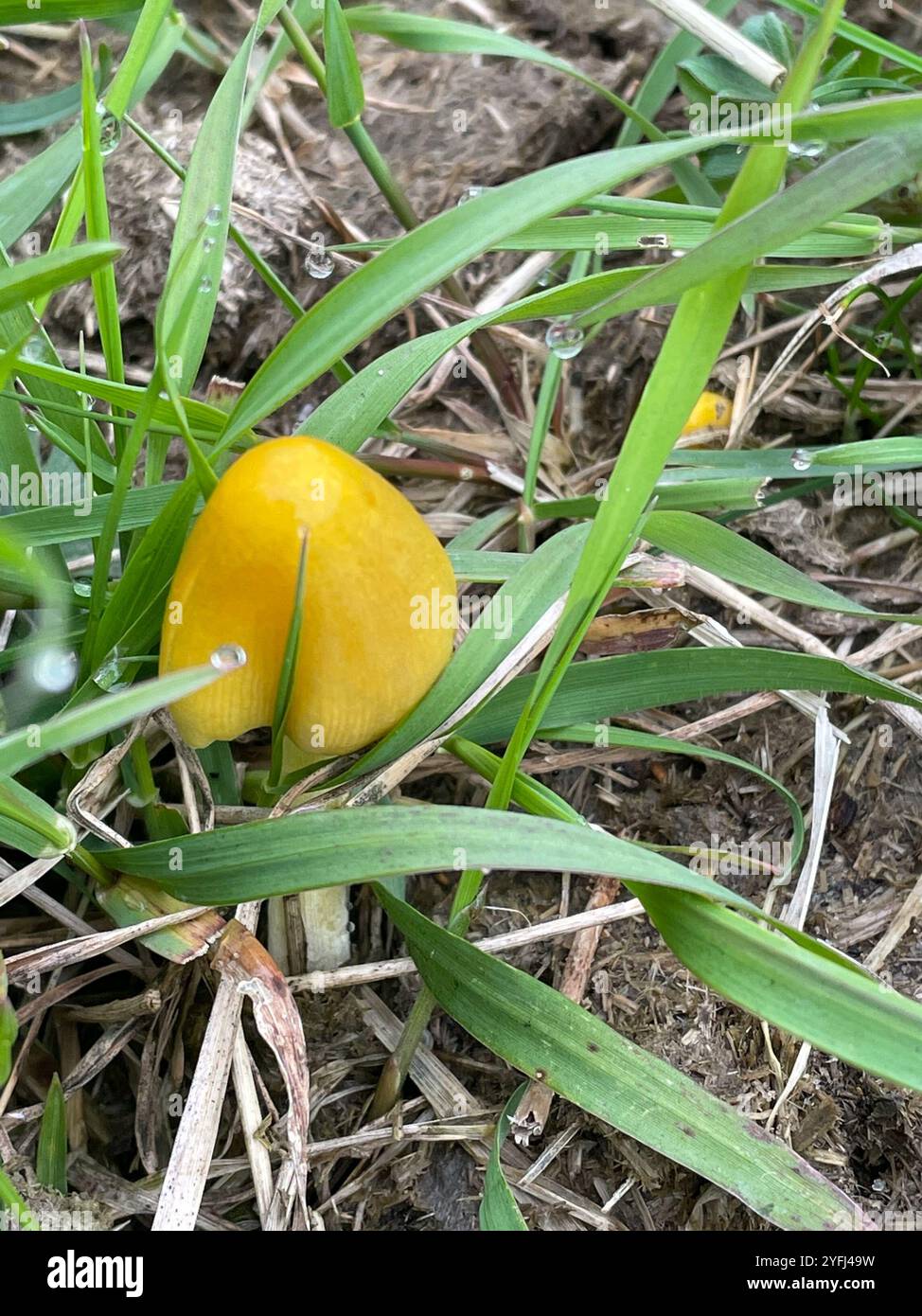Yellow fieldcap hi-res stock photography and images - Alamy