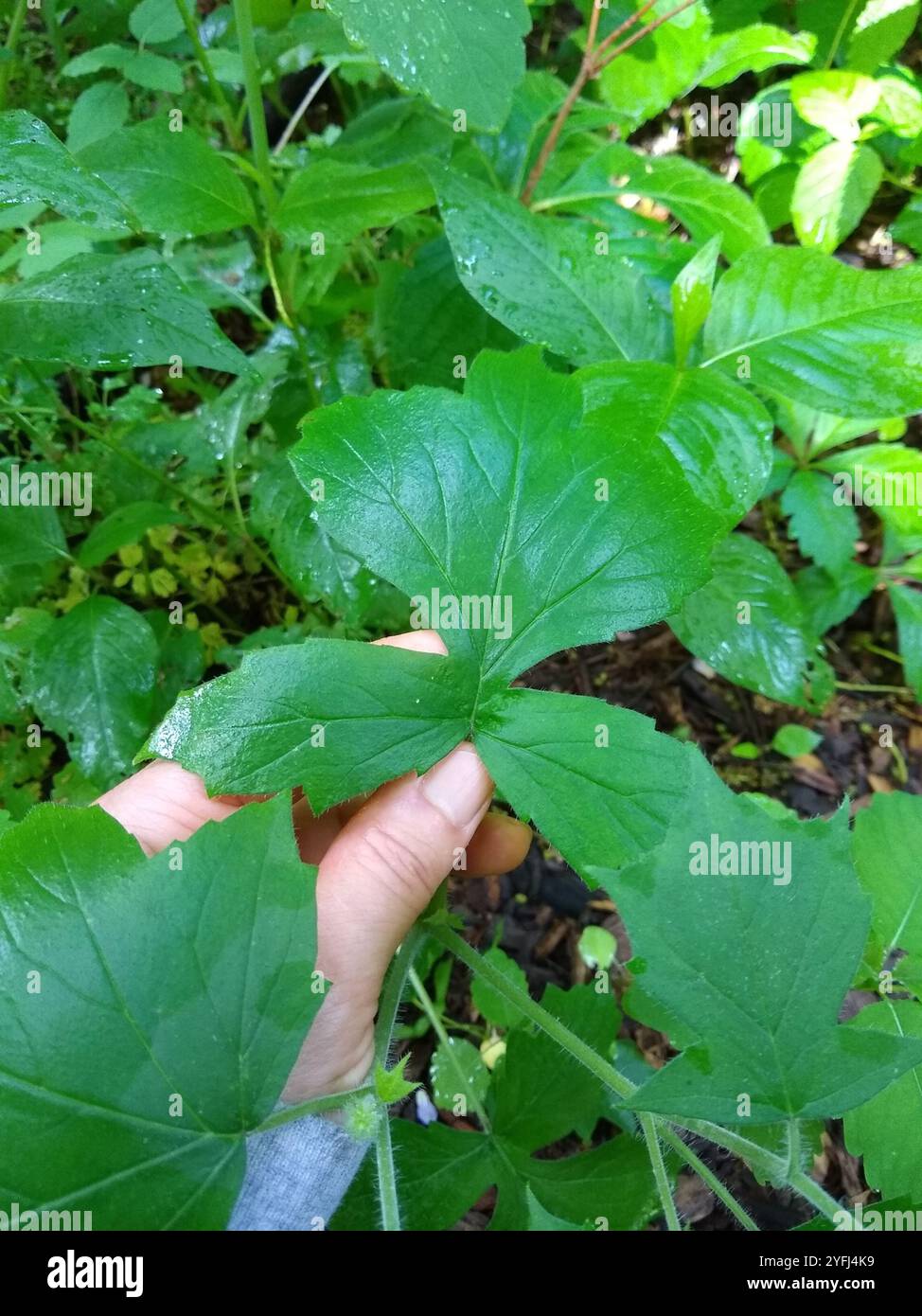 great waterleaf (Hydrophyllum appendiculatum Stock Photo - Alamy