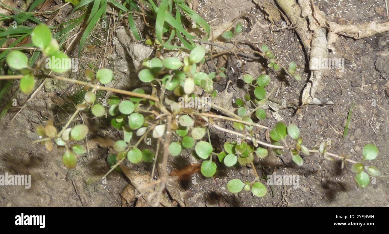 Twiggy coprosma (Coprosma rhamnoides Stock Photo - Alamy