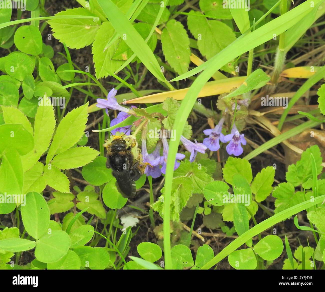 Hill Cuckoo Bumble bee (Bombus rupestris Stock Photo - Alamy