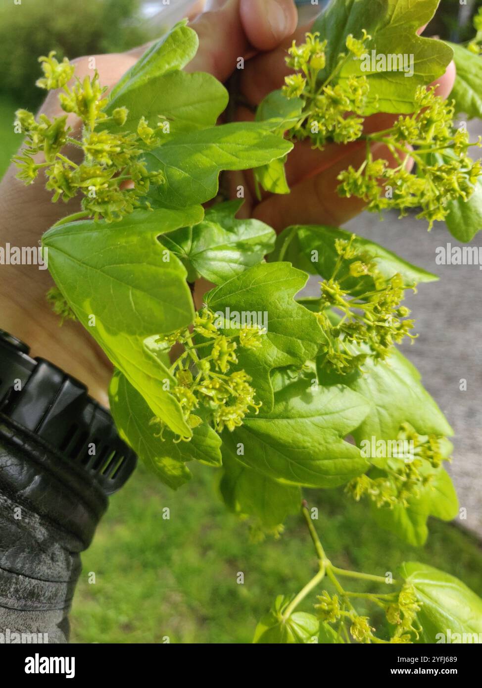 field maple (Acer campestre Stock Photo - Alamy