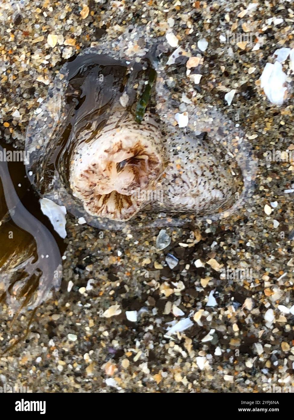 Rough piddock hi-res stock photography and images - Alamy