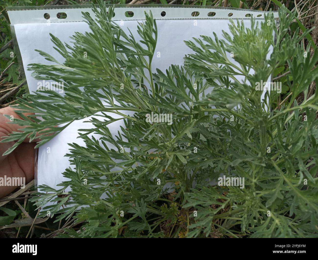 2000 Semi Assenzio Maggiore Artemisia Absinthium Wormwood Absinthe - Foto 9