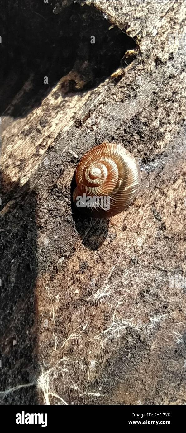 Discus ruderatus hi-res stock photography and images - Alamy