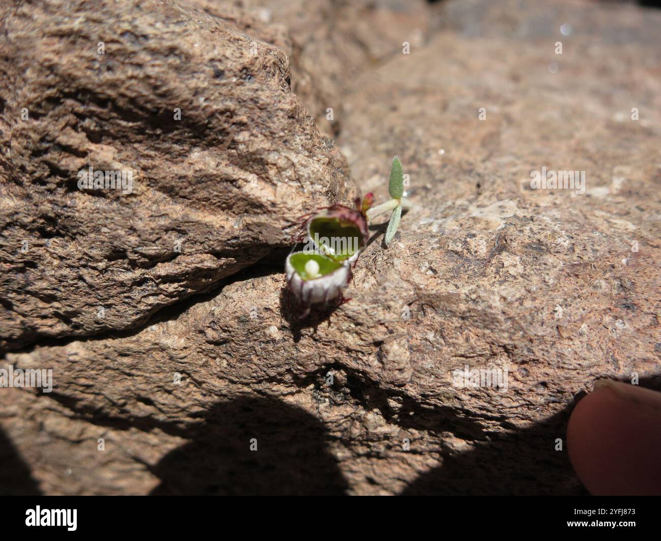 Rhatany Krameria erecta hi-res stock photography and images - Alamy