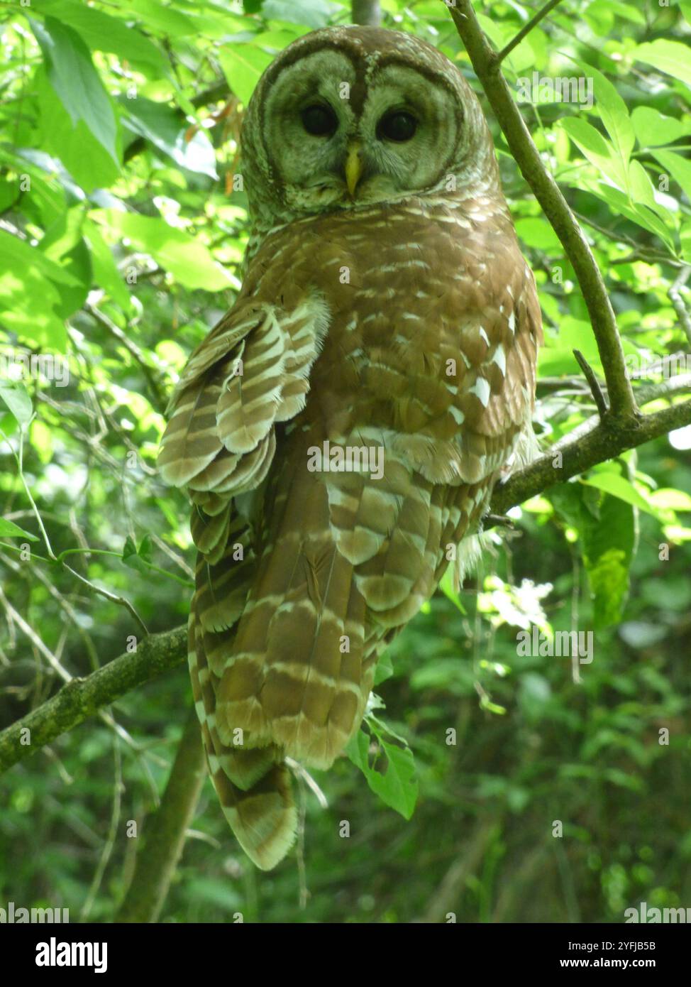 Strix Vari Barred Owl (Strix varia Stock Photo - Alamy