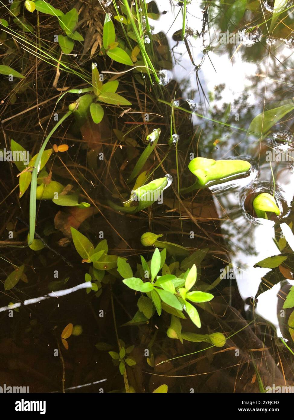 Parrot pitcher plant sarracenia hi-res stock photography and images - Alamy