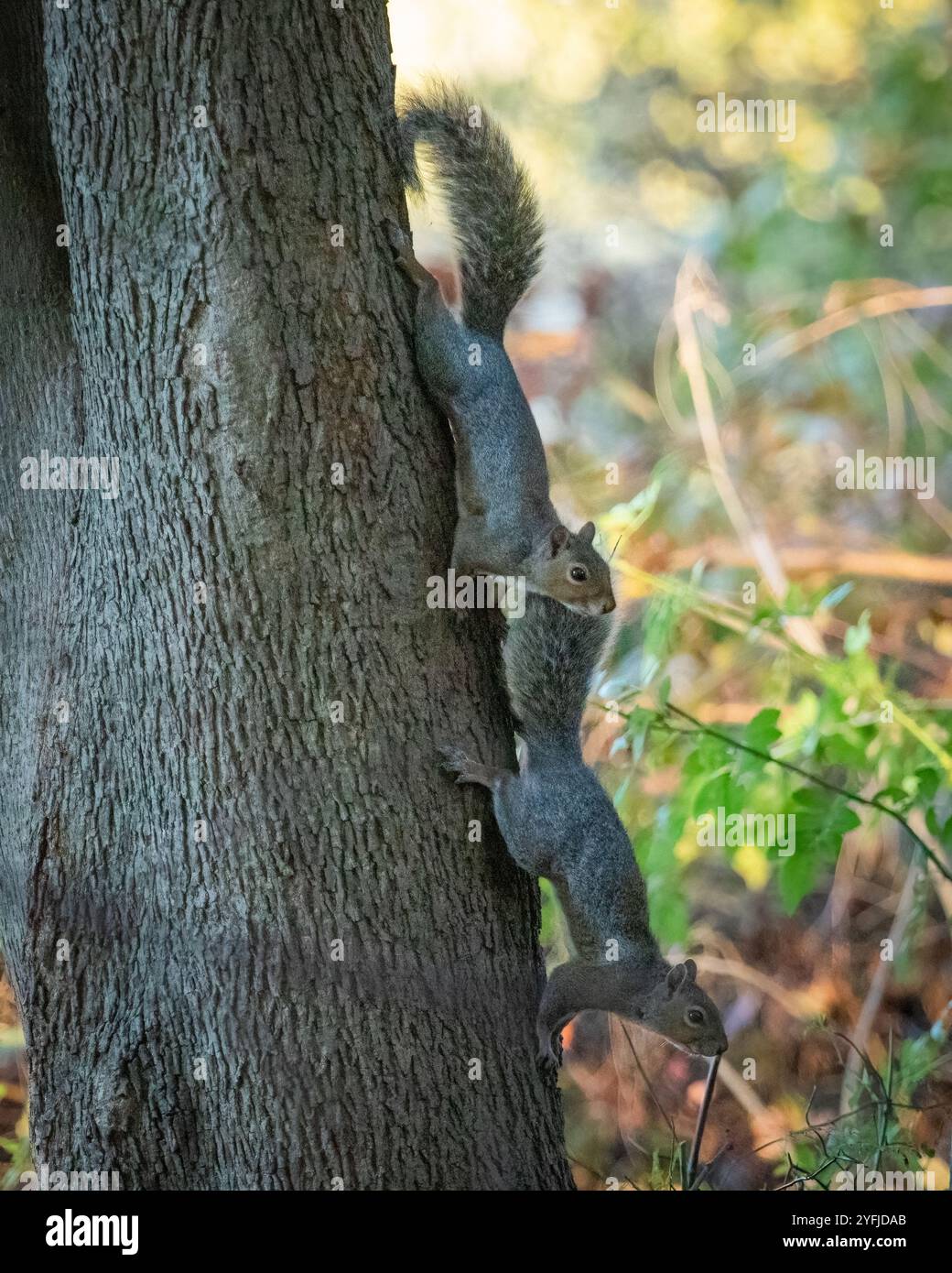 Two Eastern Grey Squirrels run around and play on a tree. Stock Photo