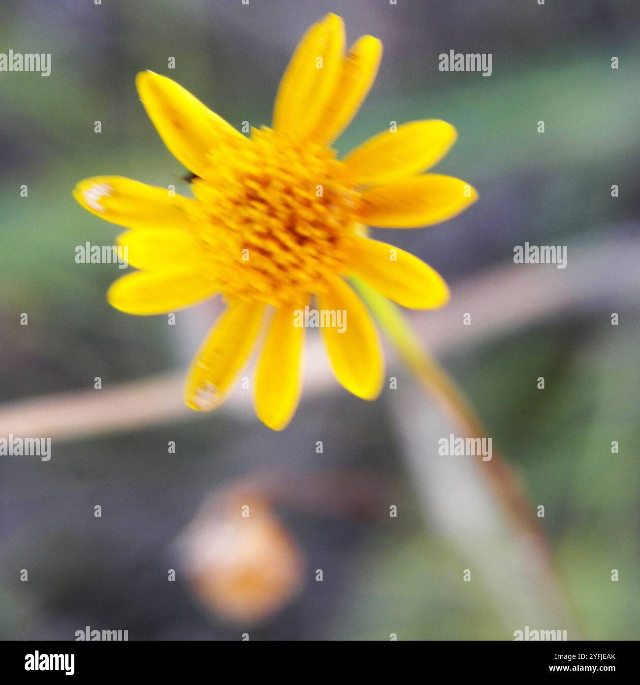 bristleleaf pricklyleaf (Thymophylla tenuiloba) Stock Photo