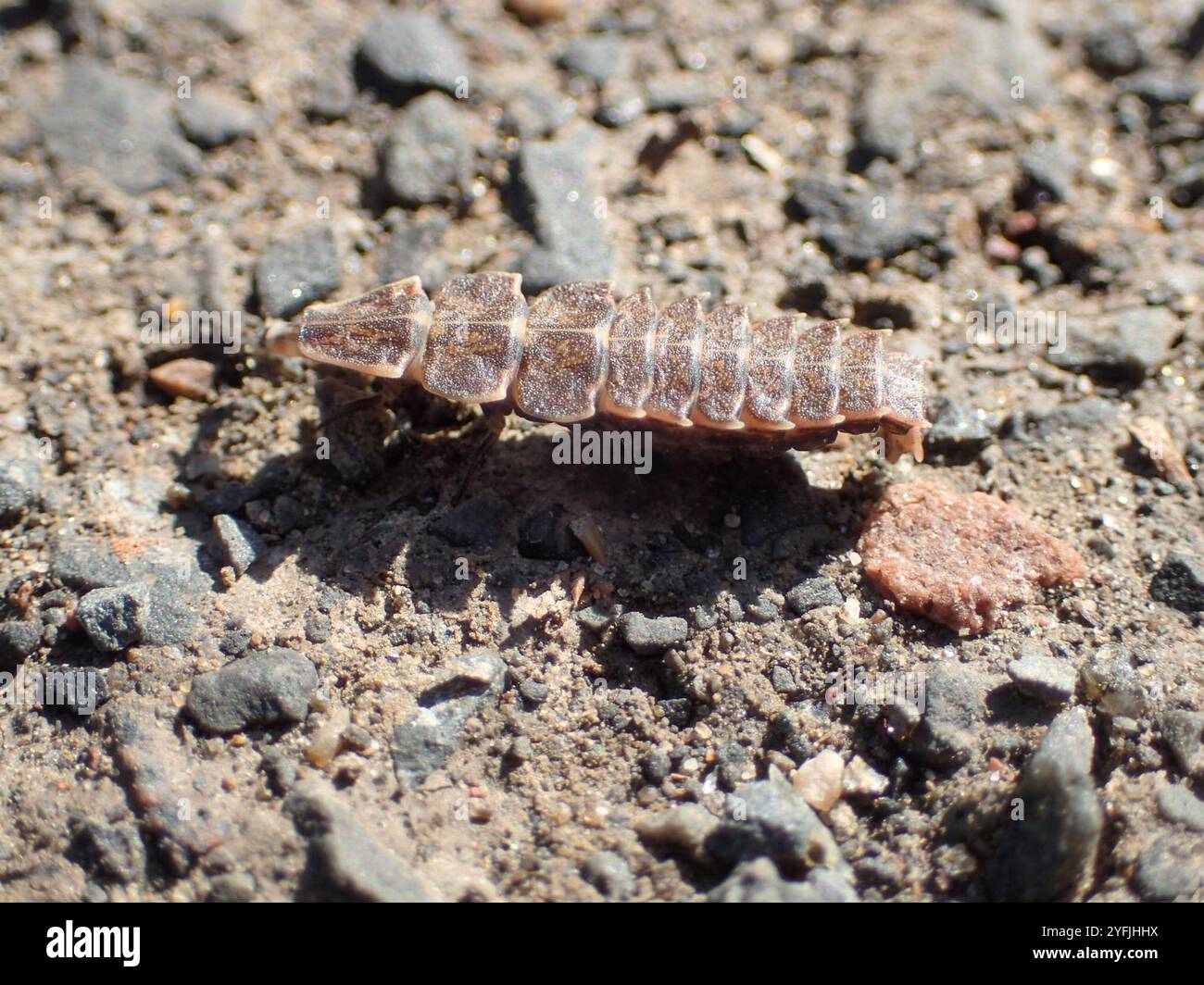 Spring Tree-Top Flasher (Pyractomena borealis Stock Photo - Alamy
