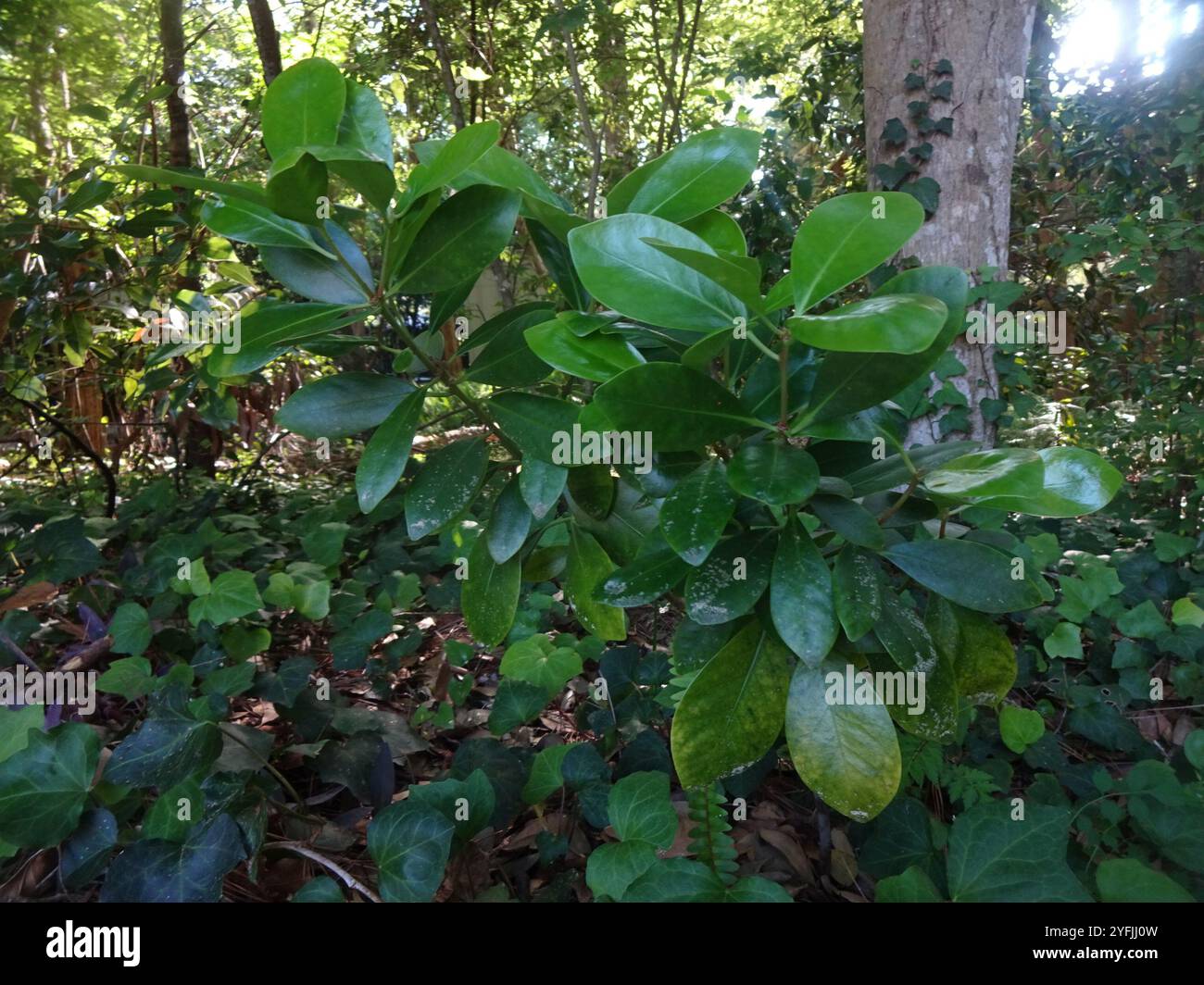 flowering plants (Angiospermae Stock Photo - Alamy