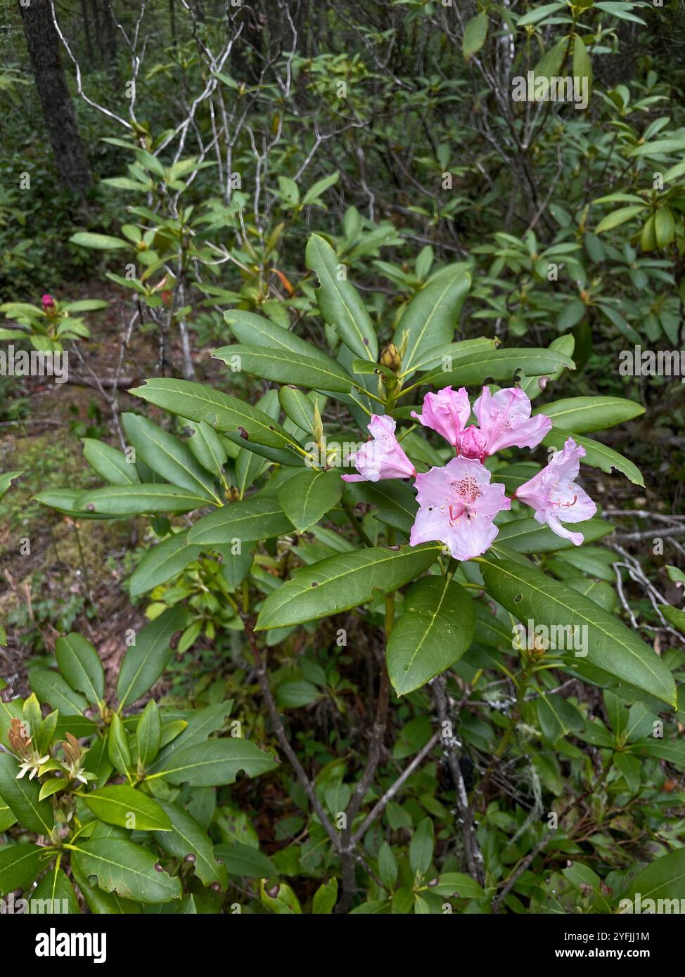 Pacific rhododendron (Rhododendron macrophyllum Stock Photo - Alamy