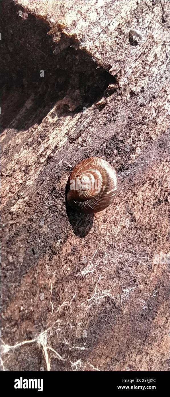 Discus ruderatus hi-res stock photography and images - Alamy