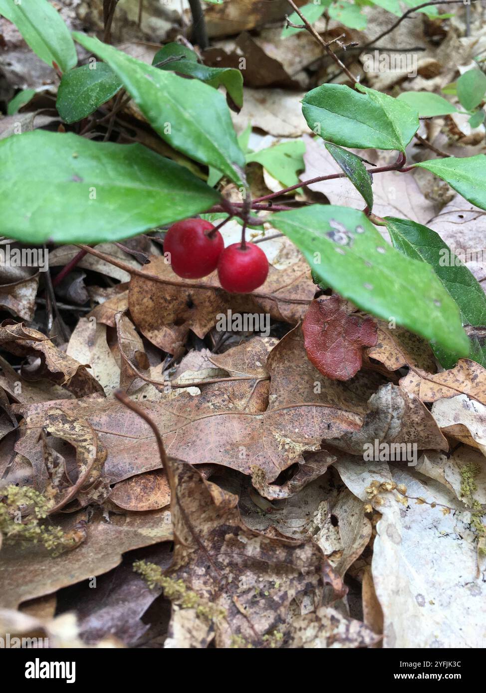 Eastern Teaberry (Gaultheria procumbens Stock Photo - Alamy