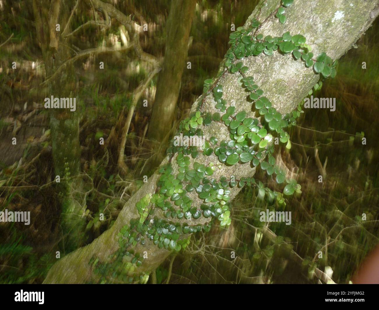 climbing rātā (Metrosideros perforata Stock Photo - Alamy