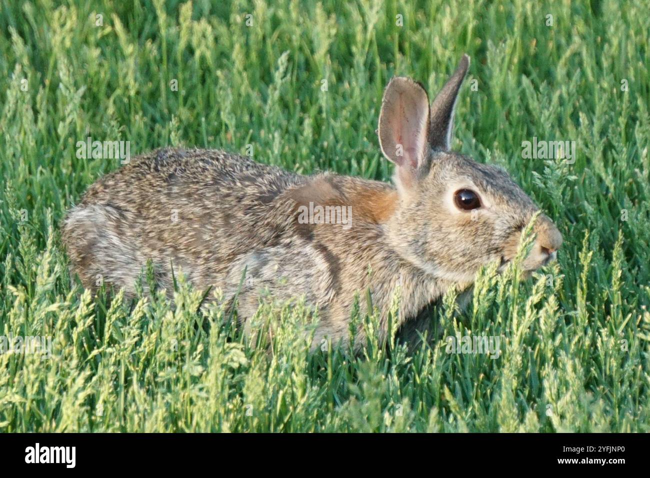 Eastern Cottontail (Sylvilagus floridanus Stock Photo - Alamy