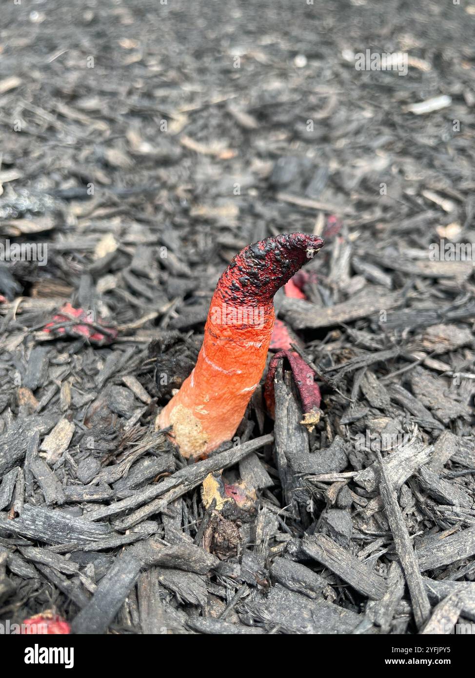 Mutinus elegans hi-res stock photography and images - Alamy