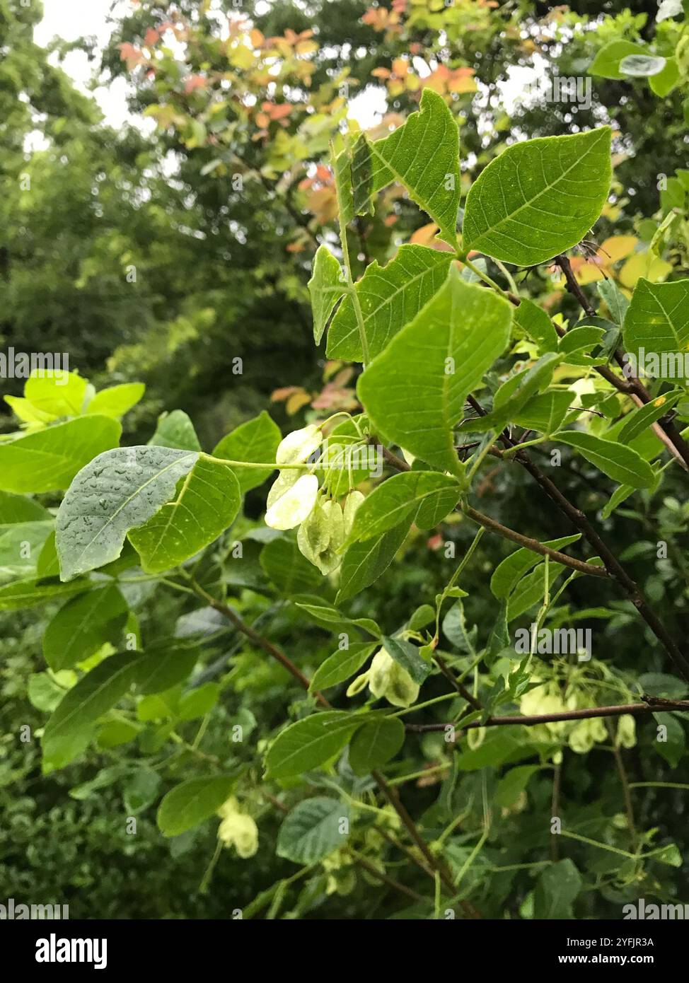 Hoptree hi-res stock photography and images - Alamy