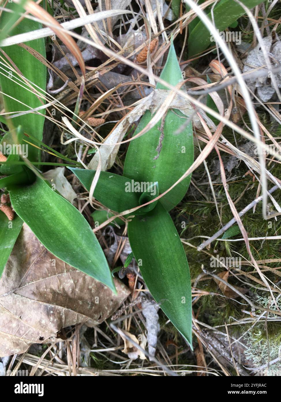 Eastern False Aloe (Manfreda virginica) Plantae Stock Photo - Alamy