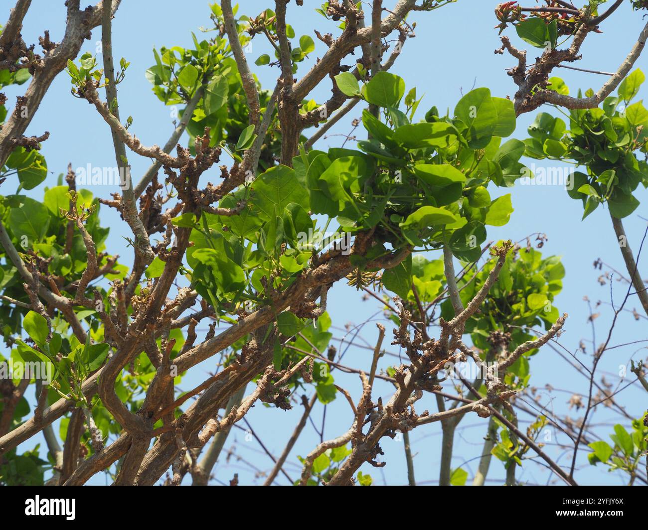 Indian coral tree (Erythrina variegata Stock Photo - Alamy