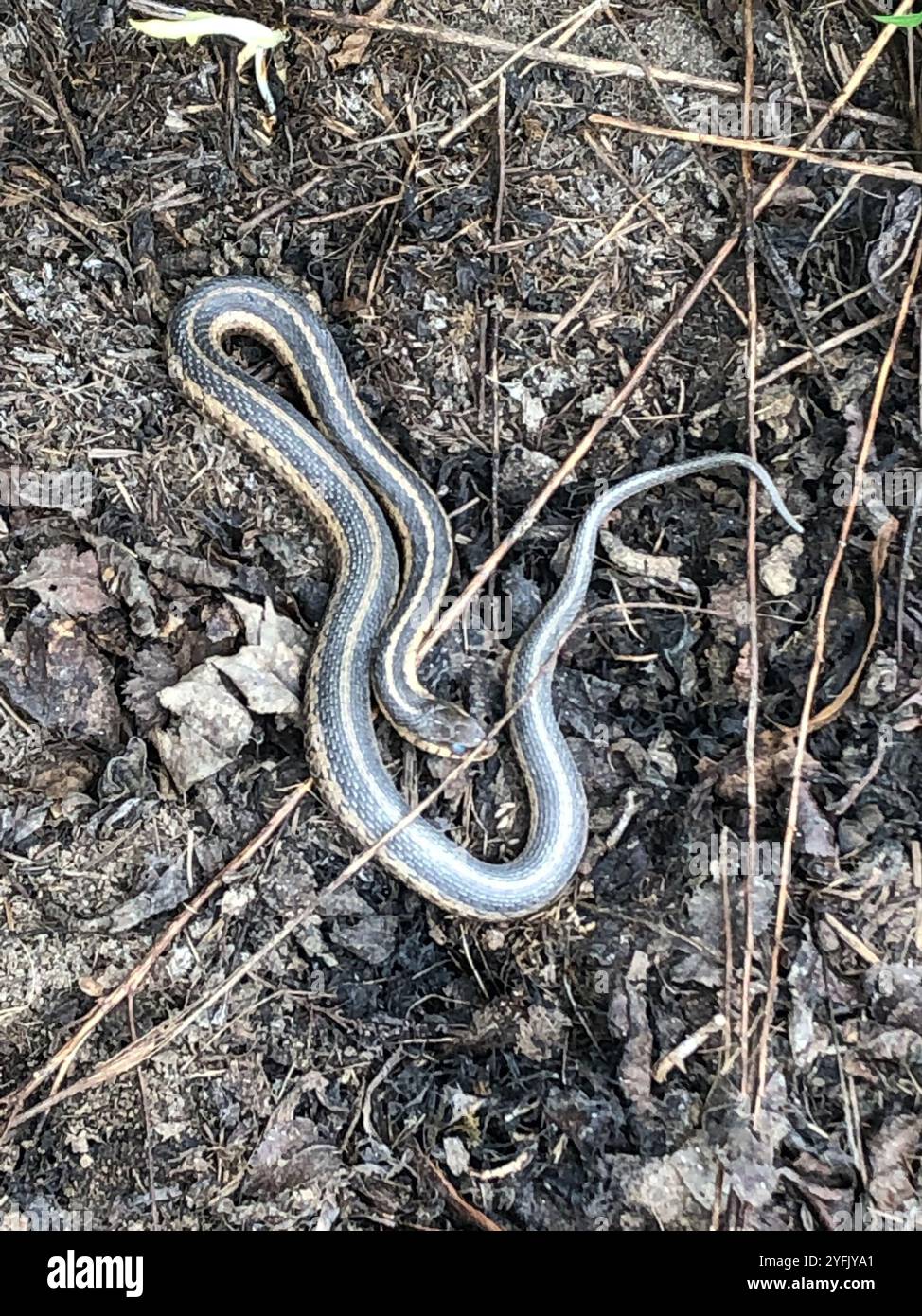 Eastern Garter Snake (Thamnophis sirtalis sirtalis Stock Photo - Alamy