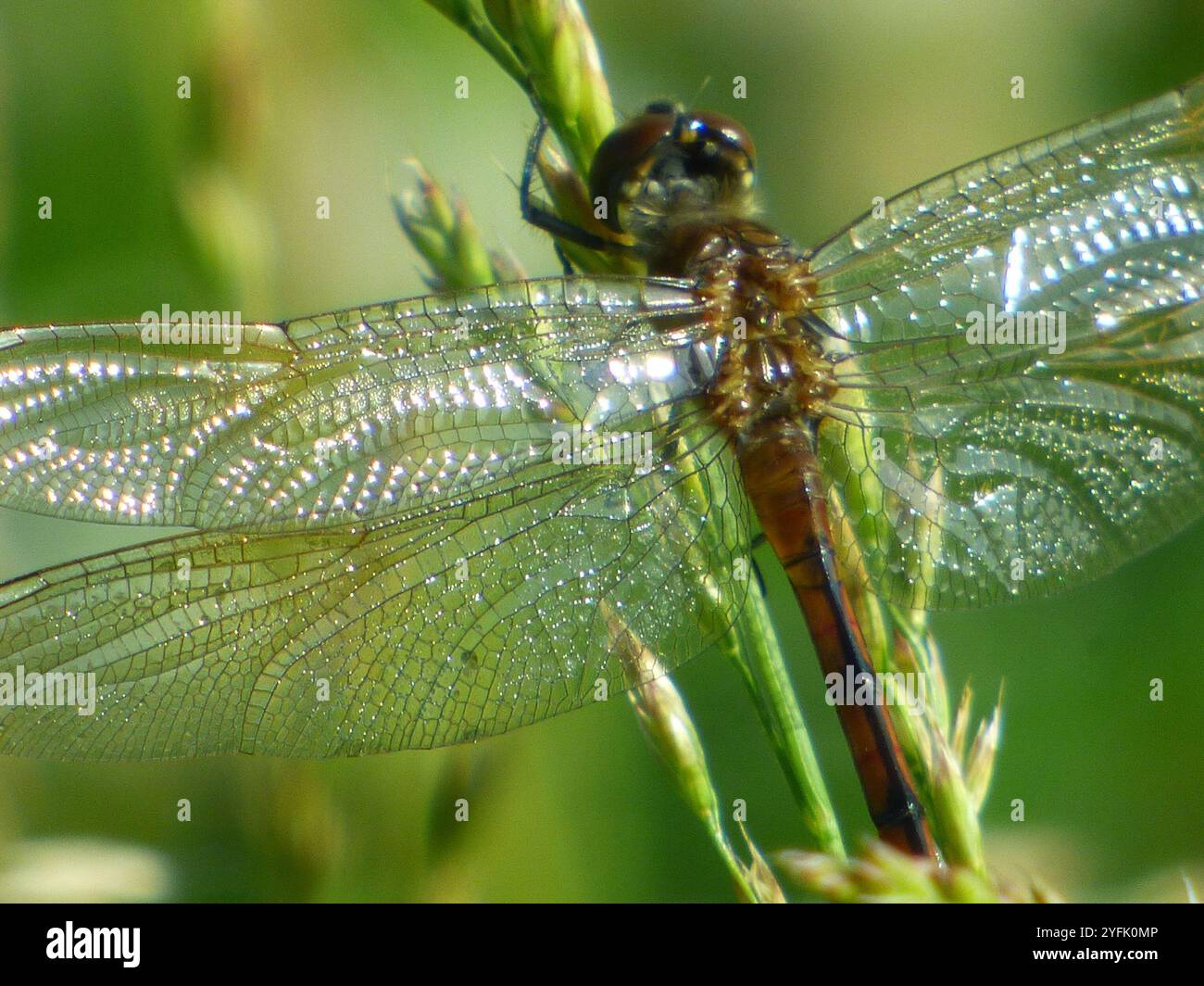 Four-spotted Pennant (Brachymesia gravida Stock Photo - Alamy