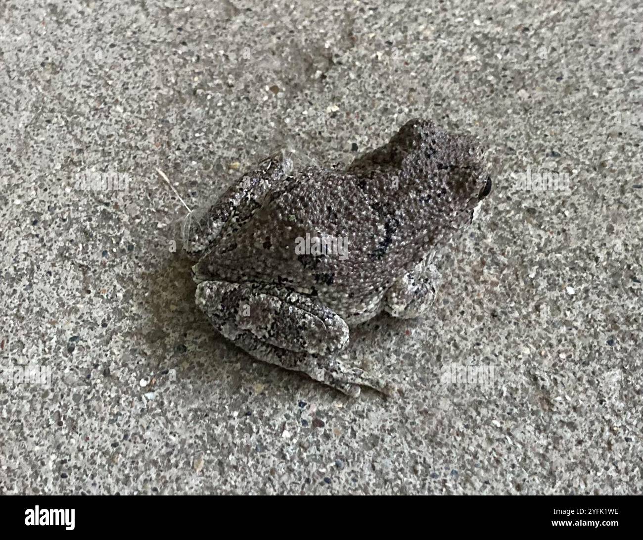 Gray Treefrog Species Complex (Hyla versicolor Stock Photo - Alamy